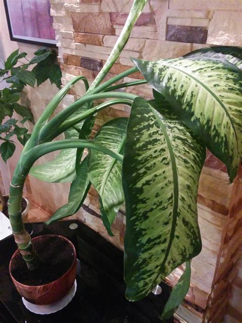 identification    thick stemmed houseplant  variegated leaves gardening