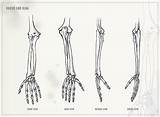 Ulna Radius Clip Illustrations Stock Illustration Vector Medical Bones Anatomy Drawing Preview sketch template