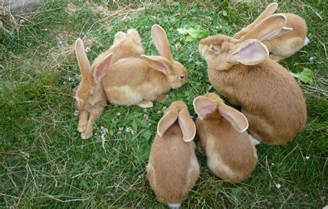 rabbit family  pit  deviantart