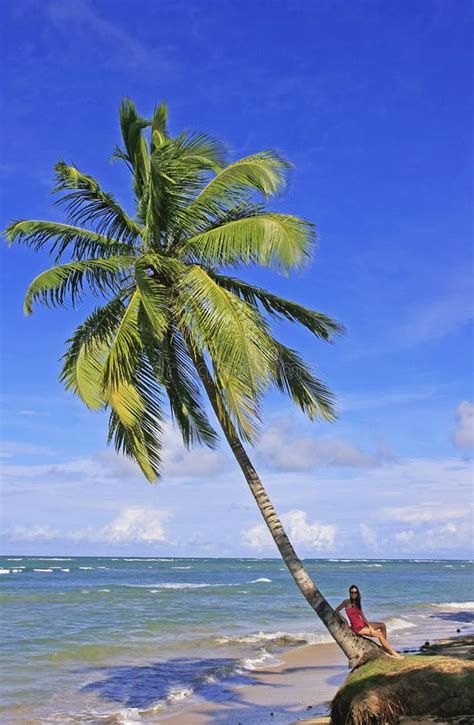 sims  leaning palm tree woman leaning  palm tree  bali