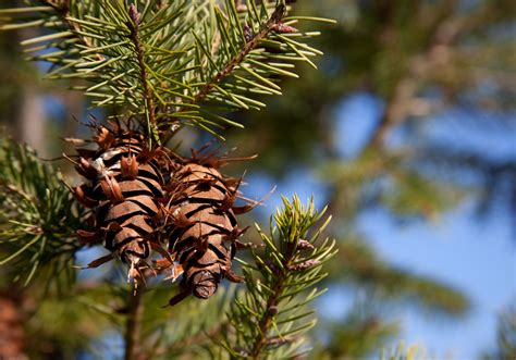 leer hoe  douglas fir de klassieke kerstboom kunt herkennen