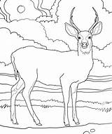 Deer Coloring Pages Print Printable Kids sketch template
