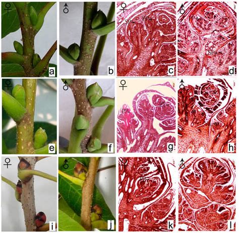 forests free full text sex determination during inflorescence bud