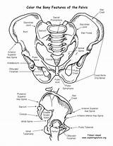 Pelvis Coloring System Skeletal Features Pages Human Anatomy Circulatory Bony Bones Sheet Skeleton Drawing Boney Cardiovascular Physiology Printable Color Da sketch template