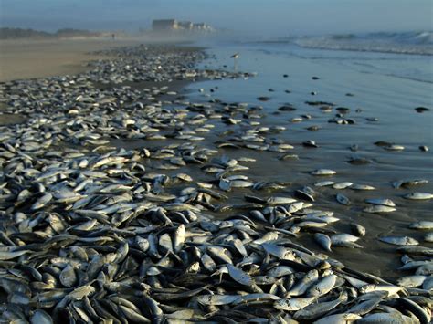 thousands  dead fish wash ashore  sc photo  pictures cbs news