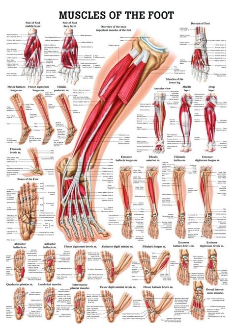 Muscles Of The Foot Laminated Anatomy Chart Massage Therapy Foot
