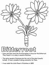 Bitterroot Coloring Montana Pages Subtitles 2160 Stream Online Popular sketch template