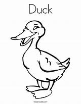 Coloring Duck Quack Worksheet Fly Pages Birds South Wood Color Says Quacks Printable Print Tracing Outline Twistynoodle Built California Usa sketch template