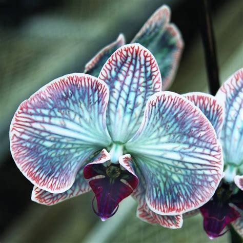 pin auf orchidee