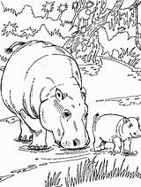 Hippo Pages Coloring Printable Kids Baby Getcolorings sketch template