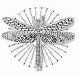 Zentangle Dragonfly Efie sketch template