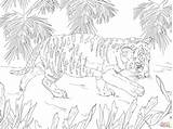 Tigre Colorare Disegno Bengala Cucciolo Cubs Tigri Cuccioli Tigrotto Adult sketch template