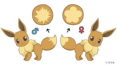 tail pattern differences between female eevee and male eevee in pokémon let s go pikachu and let
