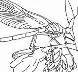 Libellula Libellule Libelula Colorear Dragonfly Disegno Libélula Acolore Stampare Coloritou Coloriages sketch template