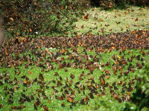 Monarch Butterflies Sanctuary Mexciting