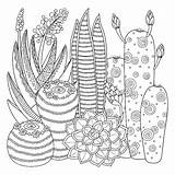 Zentangle Ausmalbilder Kaktus Coloring4free Sveglio Coloritura Lineare Vettore Immag sketch template