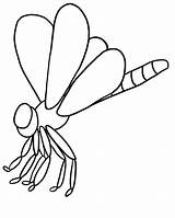 Bugs Dragonfly Species Coloringsun sketch template