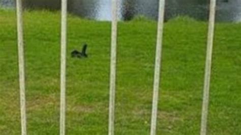 Sex Toy In Park Woman Thought It Was A Duck Daily Telegraph
