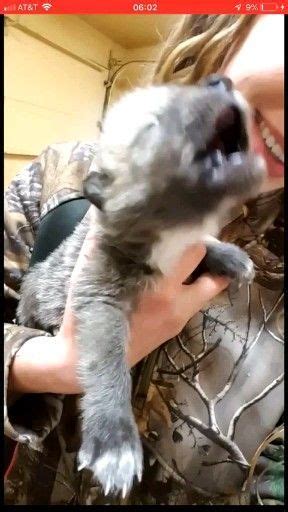 wolf pup howling    time  images cute baby animals