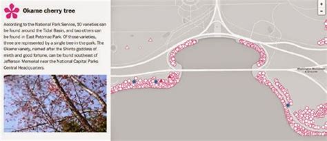 maps mania  cherry blossom map