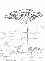 Baobab Coloring Tree Pages Trees Printable African Grandidier Drawing Supercoloring Leaves Africa Colouring Crafts Color Simple Drawings Baobabs Outline Kids sketch template