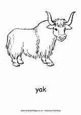 Yak Coloring Cattle sketch template