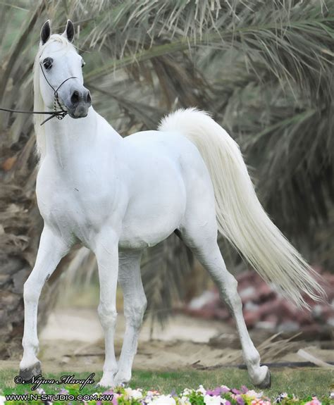 beauty  arabian horse flickr photo sharing
