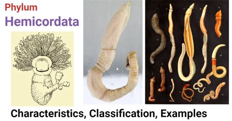 phylum hemichordata characteristics classification examples