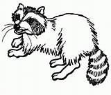 Raccoon Raccoons Everfreecoloring Clipground sketch template