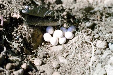 Egg Laying Skink Nest Lizards Te Ara Encyclopedia Of New Zealand
