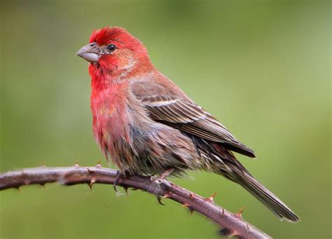 common birds  winter birdfeeders  british columbia miles hearn