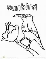 Sunbird Coloring Pages Bird Education Color Australia sketch template