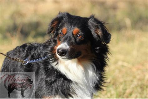 Adult Mini Aussie For Sale Creekside Kennels