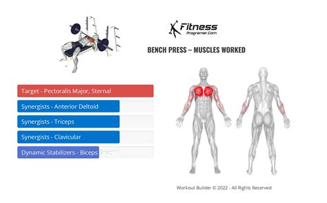barbell bench press muscles worked  benefits