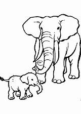 Ausmalbilder Elefant Ausmalbild Mit Kaynak Elefantenbaby Tiere Elephant sketch template