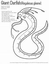 Coloring Oarfish Sea Serpent Giant Pages Melody Menagerie Popular sketch template