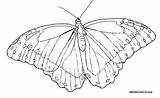 Blue Butterfly Morpho Coloring Pages Template Drawing Line sketch template