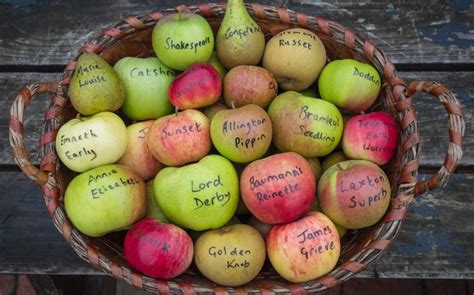 Golden Oldies How We Saved Our Heritage Apples The Telegraph