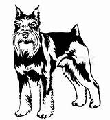 Schnauzer Line Drawing Dog Miniature Getdrawings Pro Standing sketch template
