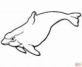 Dolphin Porpoise Bulbous Torpedo Clipartmag sketch template