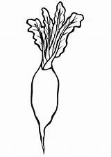 Radish Coloring Pages Drawing Printable Color Getdrawings sketch template