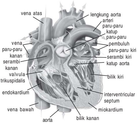 penjelasan mengenai jantung sebagai alat peredaran darah ilmu sains