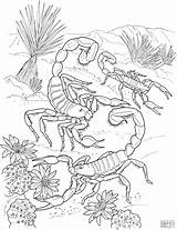 Coloring Dangerous Animals Scorpion Coloringbay sketch template