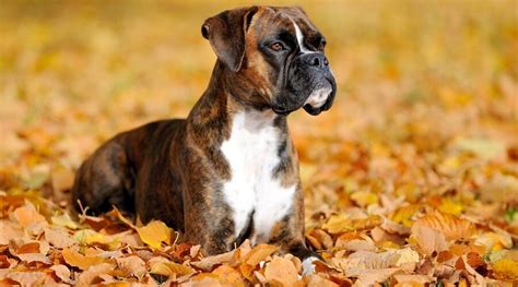 boxer breed information traits facts temperament
