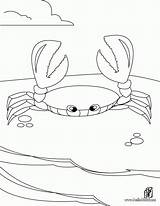 Crab Coloring Pages Printable Kids Horseshoe Library Clipart Print Choose Board sketch template