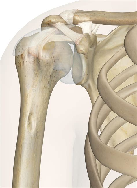 shoulder joint anatomy   illustrations