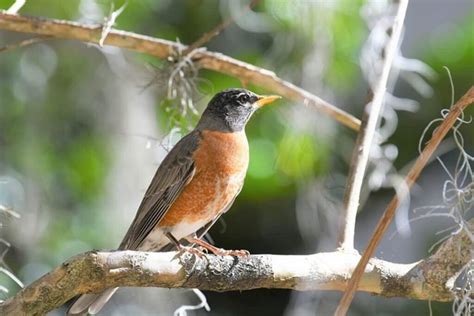 birds    robins  arent  info learn bird watching
