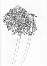 Alliums Carmon sketch template