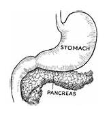 Pancreas Coloring Pages Template sketch template