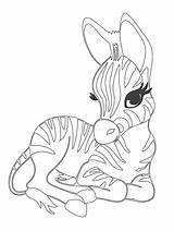 Zebra Cuddly sketch template